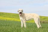 IRISH WOLFHOUND 200